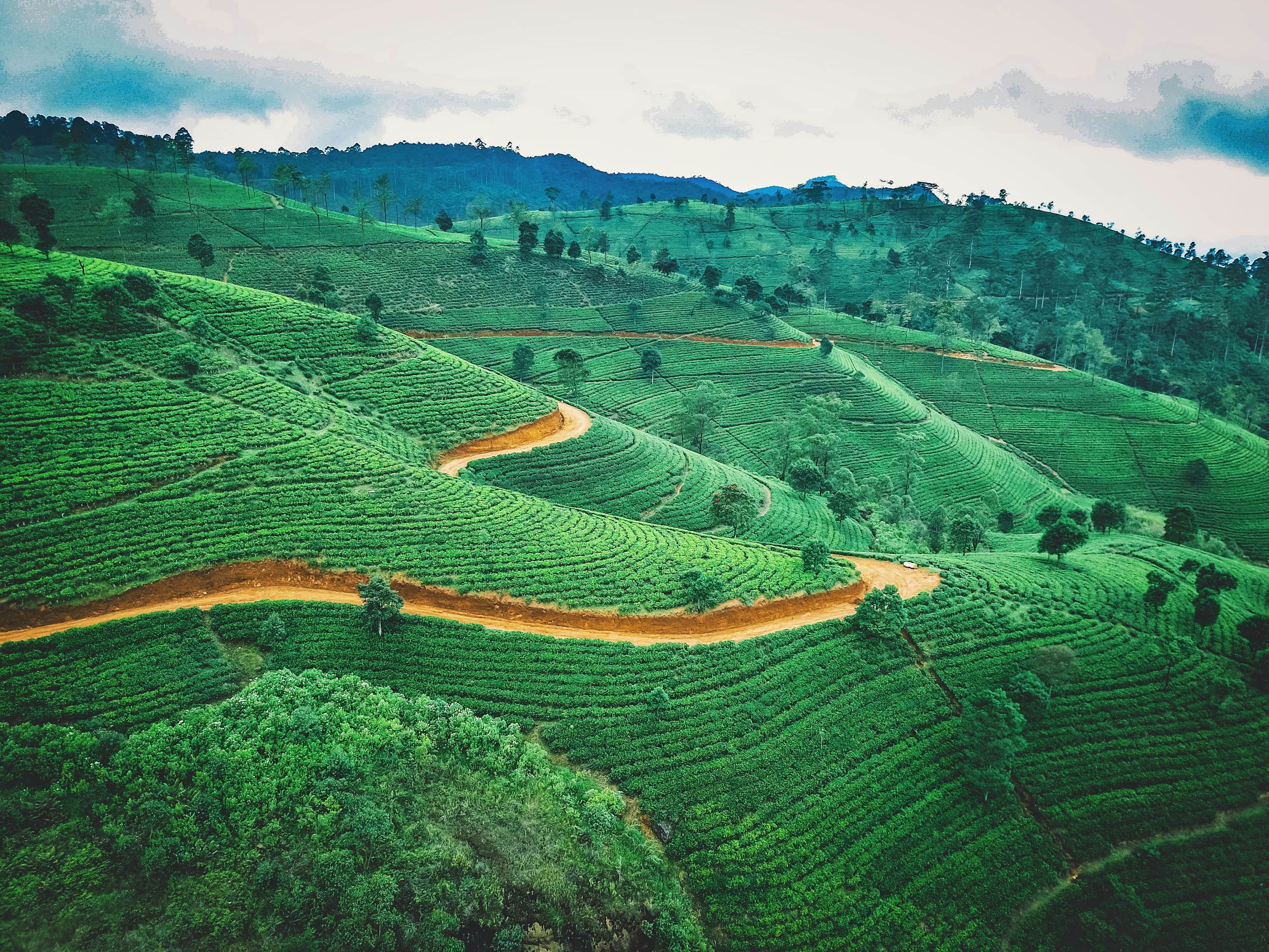 Tea plantations in Sri Lanka creating a parallax travel background