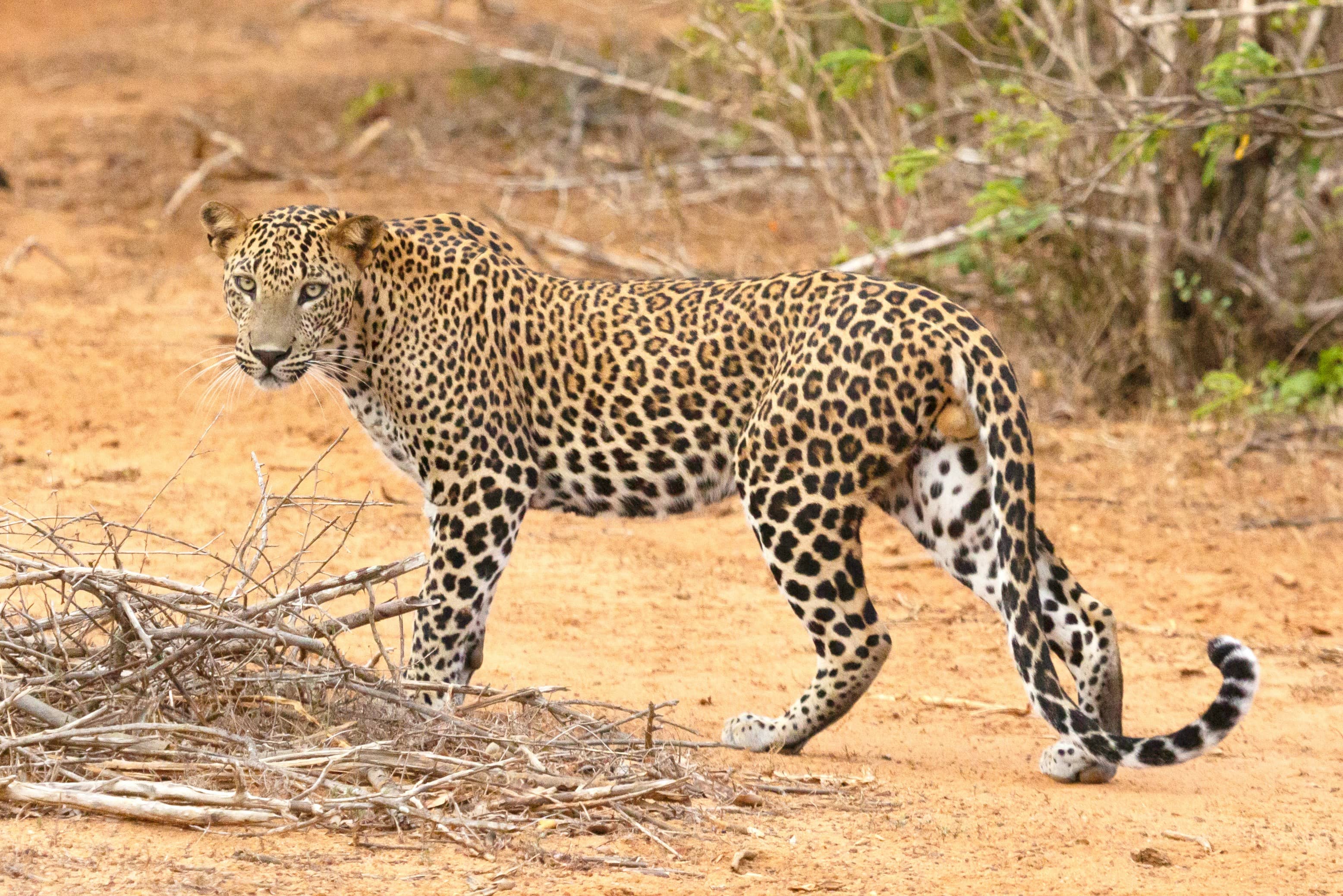 Yala, Sri Lanka destination